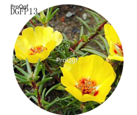 16usd Ngryise 6000Pcs A Set single petal yellow Lampranthus Tenuifolius Flower Seed Hot