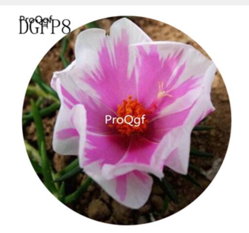 16usd Ngryise 6000Pcs A Set pink with white edge Lampranthus Tenuifolius Flower Seed Hot