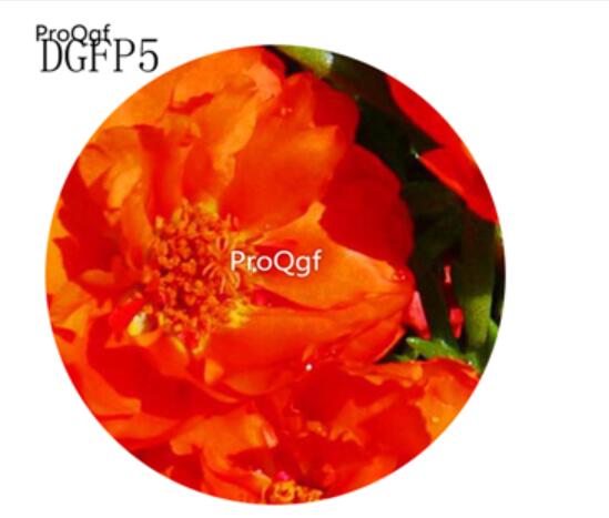 16usd Ngryise 6000Pcs A Set  dark champagne Lampranthus Tenuifolius Flower Seed Hot