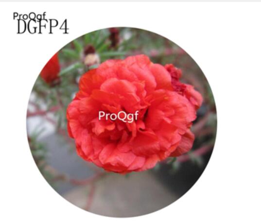 16usd Ngryise 6000Pcs A Set  double red Lampranthus Tenuifolius Flower Seed Hot