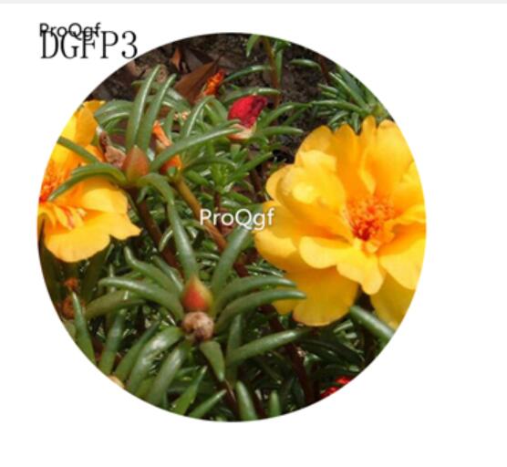16usd Ngryise 6000Pcs A Set  yellow Lampranthus Tenuifolius Flower Seed Hot
