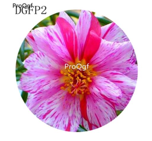 19usd Ngryise 6000Pcs A Set double pink Lampranthus Tenuifolius Flower Seed Hot
