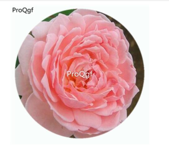 59usd Ngryise 500Pcs A Set Eglantyne Rosa Chinensis Flower Hot Seed DGF-S-YJHD040