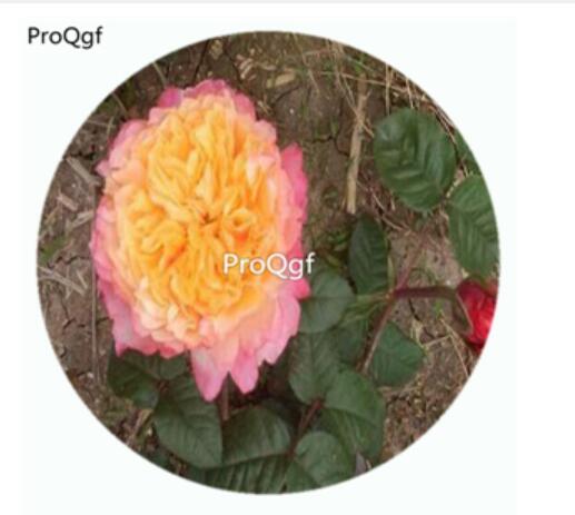 59usd Ngryise 500Pcs A Set Edith Rosa Chinensis Flower Hot Seed DGF-S-YJHD039