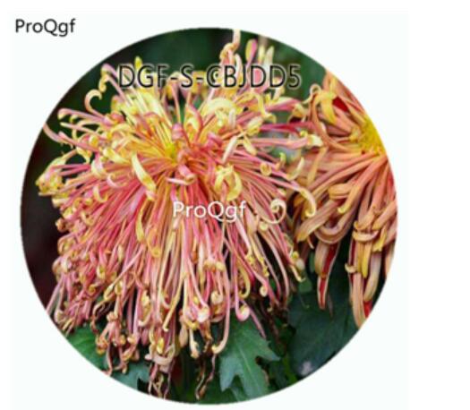 29usd500Pcs A Set Double Petal Purple Yellow Double Color Chrysanthemum Flower HOT Seed DGF-S-CBJDD5