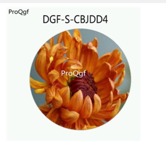 29usd Ngryise 500Pcs A Set Double Petal Orange Color Chrysanthemum Flower HOT Seed DGF-S-CBJDD4