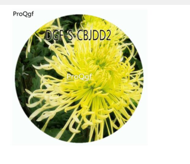 29usd Ngryise 500Pcs A Set Double Petal Green Color Chrysanthemum Flower HOT Seed DGF-S-CBJDD2