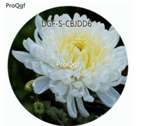 29usd Ngryise 500Pcs A Set Double Petal White Color Chrysanthemum Flower HOT Seed DGF-S-CBJDD6