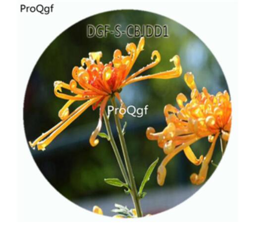 29usd Ngryise 500Pcs A Set Double Petal Champagne Color Chrysanthemum Flower HOT Seed DGF-S-CBJDD1
