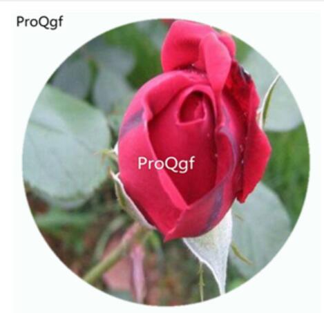 29usd Ngryise 500Pcs A Set Danse Du Feu Rosa Chinensis Flower Hot Seed DGF-S-YJHD038