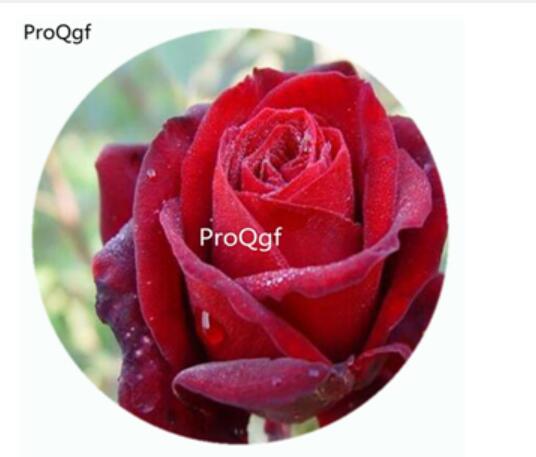 29usd Ngryise 500Pcs A Set Crimson Glory Rosa Chinensis Flower Hot Seed DGF-S-YJHD037