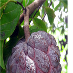 18usd 200pcs ngryise Annona squamosa sweetsops seed
