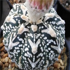 18usd Ngryise 100pcs Astrophytum asterias CV. Superkabuto seed