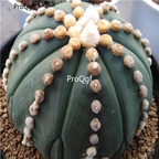 18usd Ngryise 100pcs Astrophytum asterias Nudum seed Cactus seed