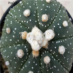 18usd Ngryise 100pcs Astrophytum asterias seed