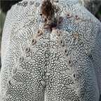 18usd Ngryise 100pcs Astrophytum myriostigma seed