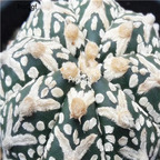 18usd Ngryise 100pcs Astrophytum super kabuto v type seed
