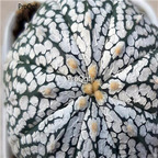 18usd Ngryise 100pcs astrophytum Super kabuto white seed
