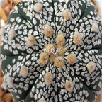 18usd Ngryise 100pcs Astrophytum Super kabuto seed