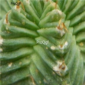 18usd Ngryise 100pcs aztekium Valdezii seed