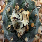 18usd Ngryise 100pcs Cactus Turbinicarpus seed