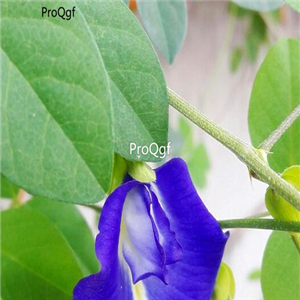 Clitoria ternatea 1000pcs seed 15usd