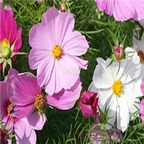 3000pcs 15usd ngryise Cosmos Seeds Mexican Aster seed
