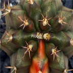 18usd Ngryise 100pcs Gymno variegata seed