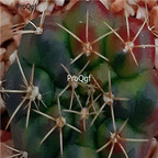 18usd Ngryise 100pcs Gymnocalycium damsii seed