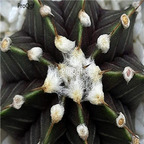 18usd Ngryise 100pcs Gymnocalycium lb 2178 seed