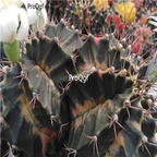 18usd Ngryise 100pcs Gymnocalycium mihanovichii variegata seed