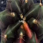 18usd Ngryise 100pcs Gymnocalycium variegata Kaktus seed