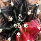 18usd Ngryise 100pcs Gymnocalycium variegata seed