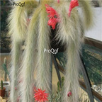 18usd Ngryise 100pcs Hildewintera colademononis monkey tail cactus seed