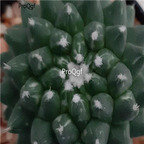 18usd Ngryise 100pcs Mammillaria erusamu seed