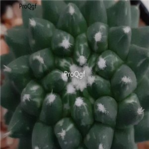 18usd Ngryise 100pcs Mammillaria erusamu seed