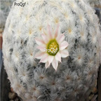 18usd Ngryise 100pcs Mammillaria plumosa seed