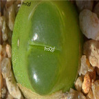 25usd Ngryise 50pcs seed Conophytum acutum