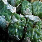 25usd Ngryise 50pcs seed Conophytum angelicae ssp tetragonum