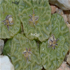 25usd Ngryise 50pcs seed  Conophytum angelicae