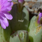 25usd Ngryise 50pcs seed  Conophytum antonii