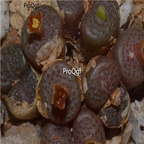 25usd Ngryise 50pcs seed  Conophytum armianum