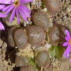 25usd Ngryise 50pcs seed Conophytum arthurolfago