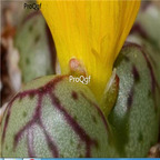 25usd Ngryise 50pcs seed  Conophytum bicarinatum