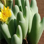 25usd Ngryise 50pcs seed Conophytum bilobum