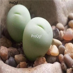25usd Ngryise 50pcs seed  Conophytum breve
