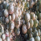 25usd Ngryise 50pcs seed  Conophytum burgeri