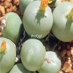 25usd Ngryise 50pcs seed  Conophytum calculus