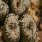 25usd Ngryise 50pcs seed  Conophytum comptonii