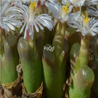 25usd Ngryise 50pcs seed Conophytum concordans